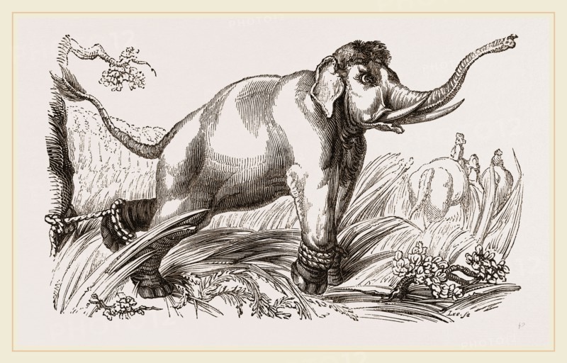 Wild Elephant left after having been bound