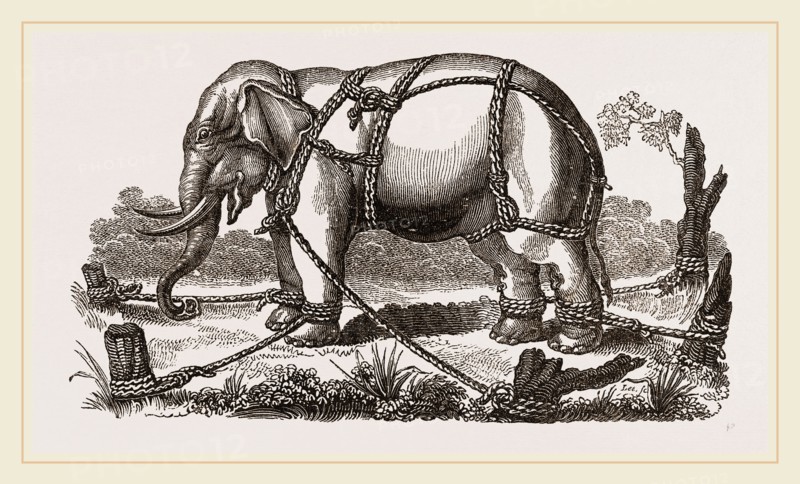 Elephant harnessed in a keddah