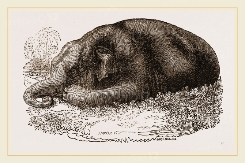 Elephant lying clown