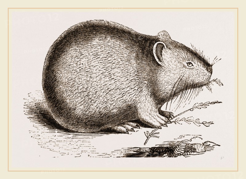 Dwarf Pika