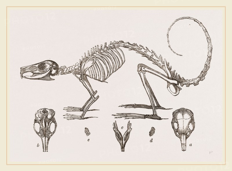 Skeleton and Skull of Cavier's Lagotis