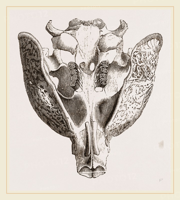 Upper jaw of Paca