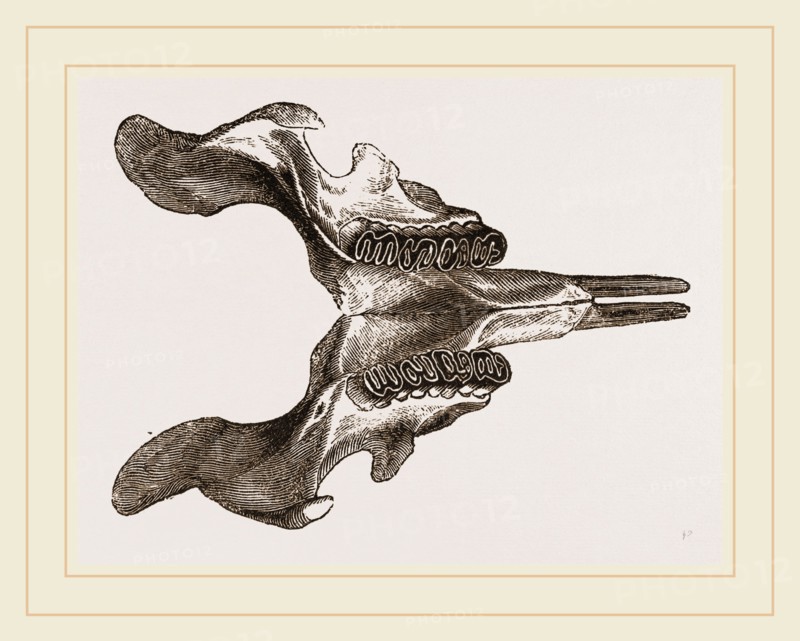 Lower jaw of Paca