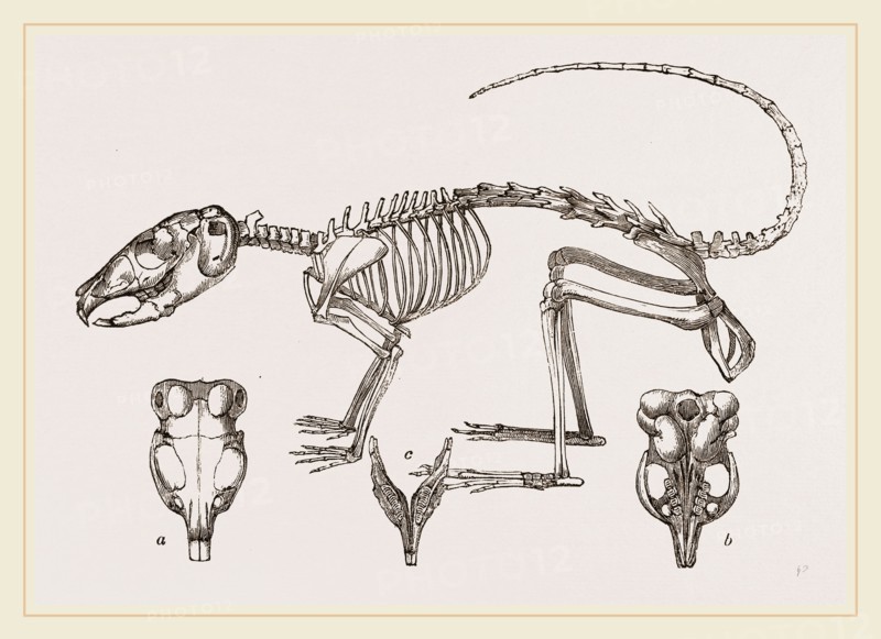 Skeleton of Chinchilla