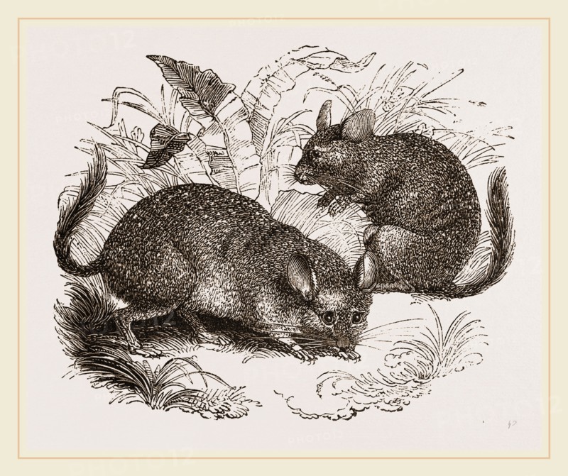 Chinchilla