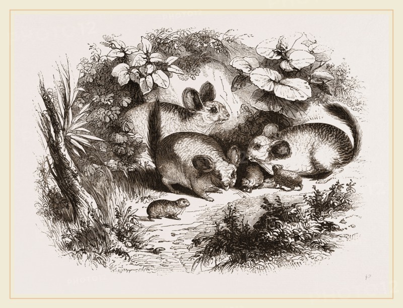 Chinchilla