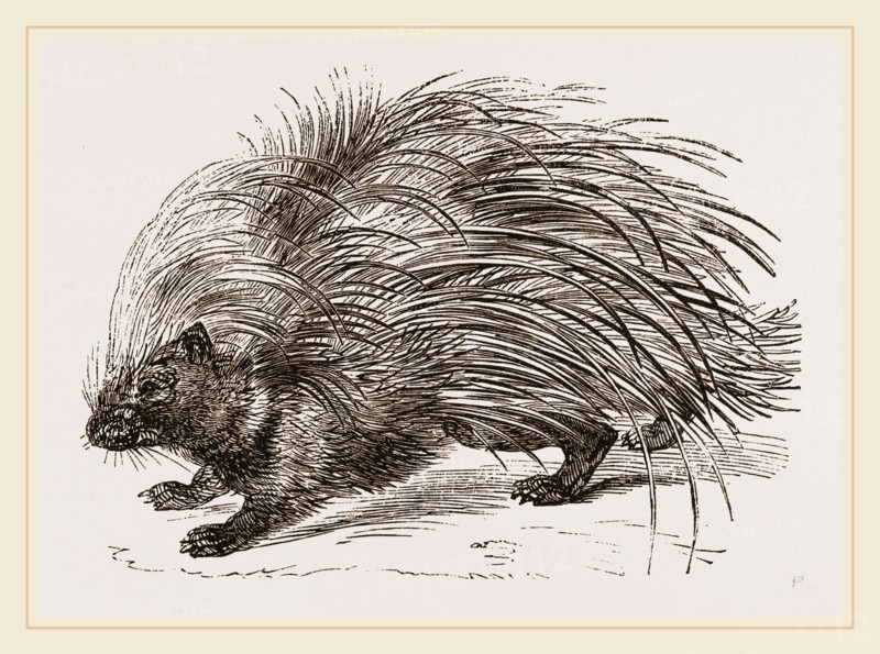 Common Porcupine