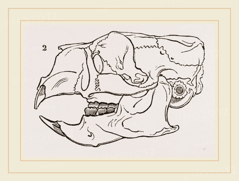 Skull of Common Porcupine
