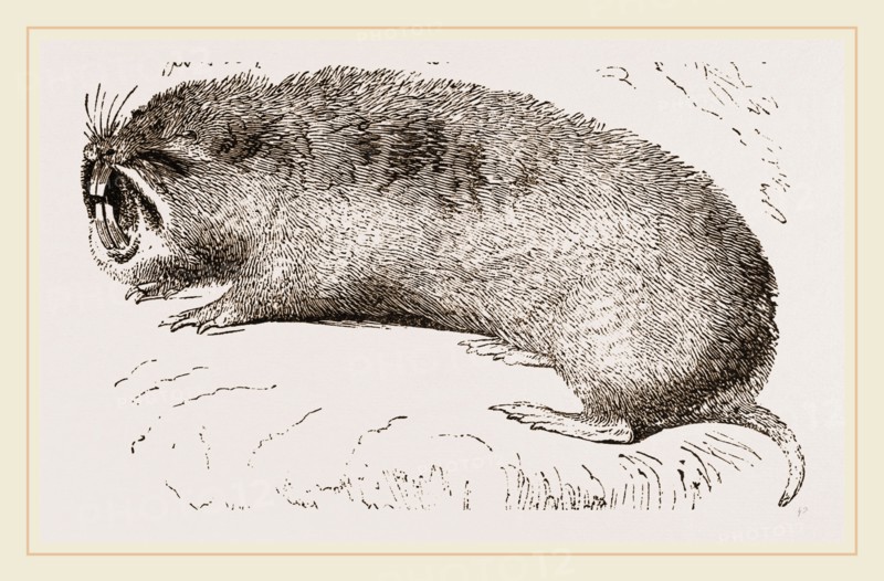 Camas Pouched-Rat