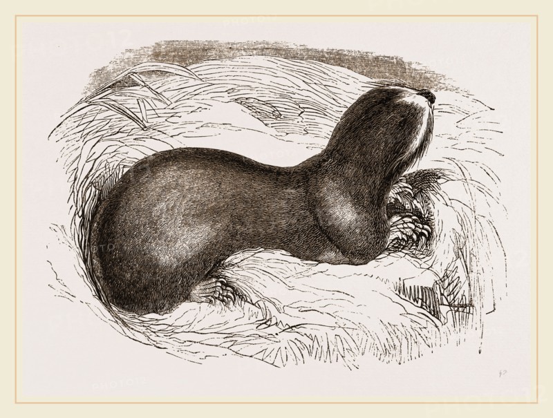 Mole-rat