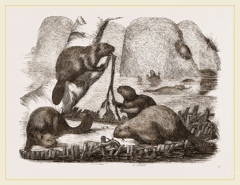 Beavers