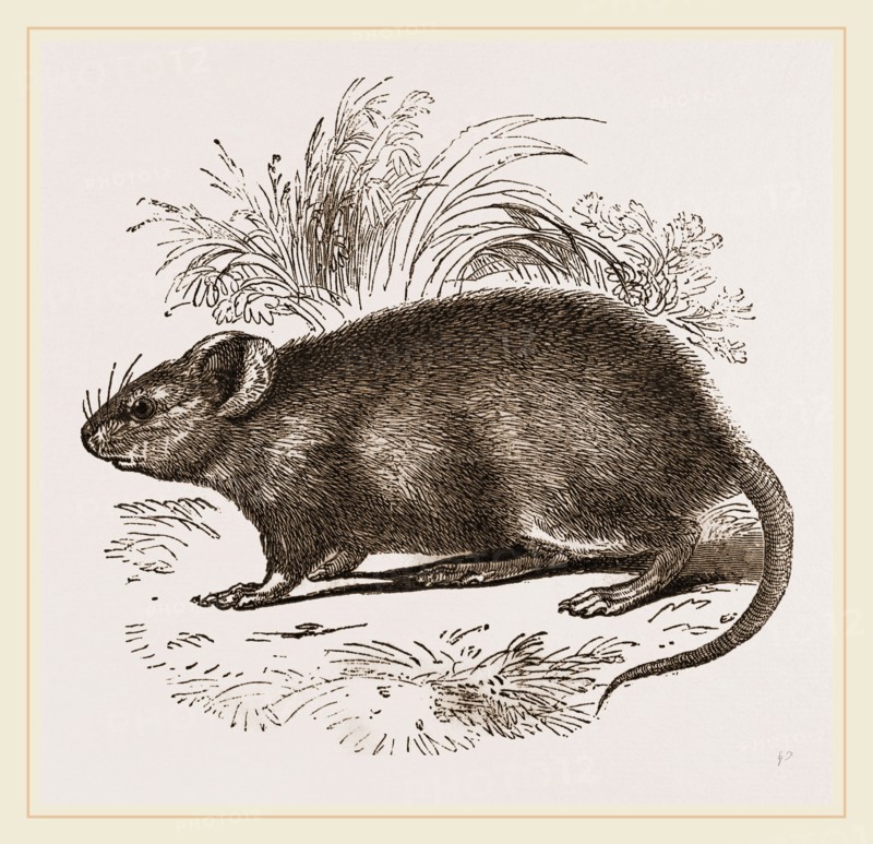 Caffre Broad-eared Rat