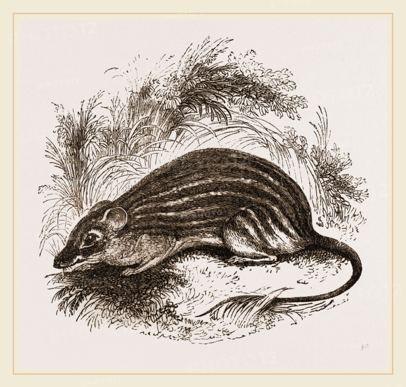 Barbary Mouse