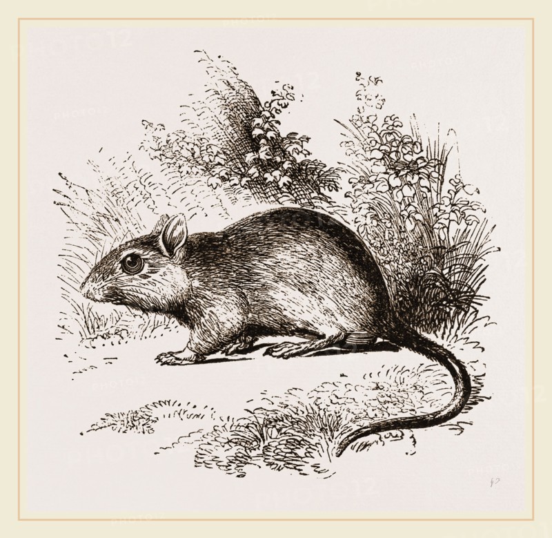 Burton's Gerbille