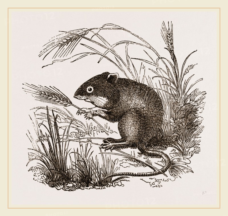 Teeth of Common Mouse