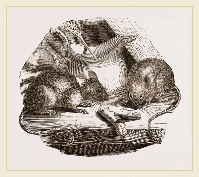 Common Mouse