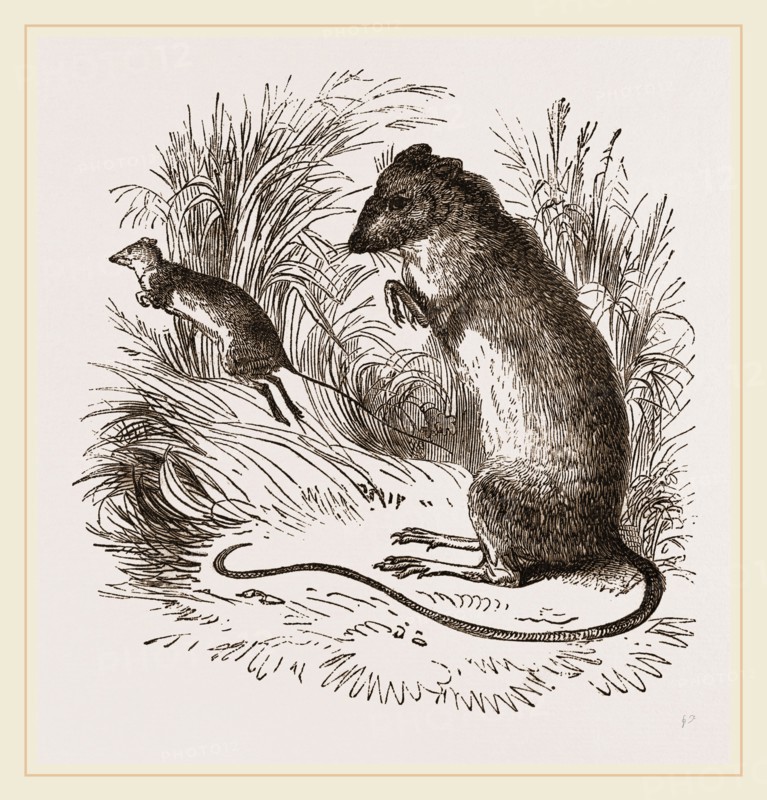 Labrador Jumping Mouse
