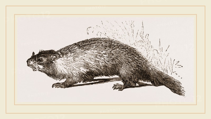 Quebec Marmot