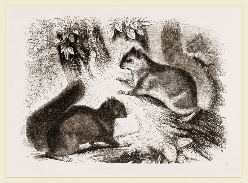 Northern Grey and Black Squirrel