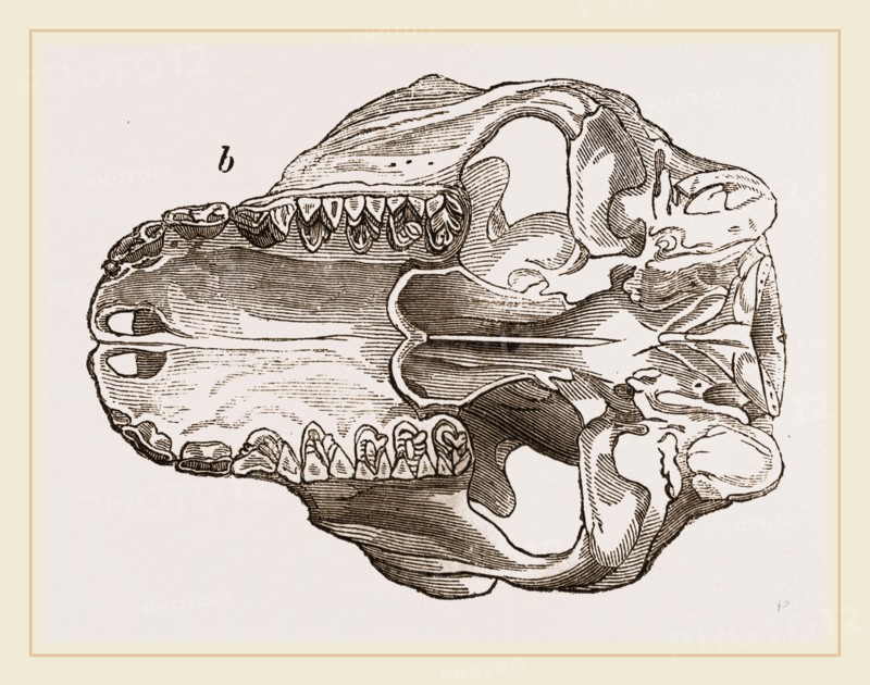 Skull of Galeopithecus Philippinensis