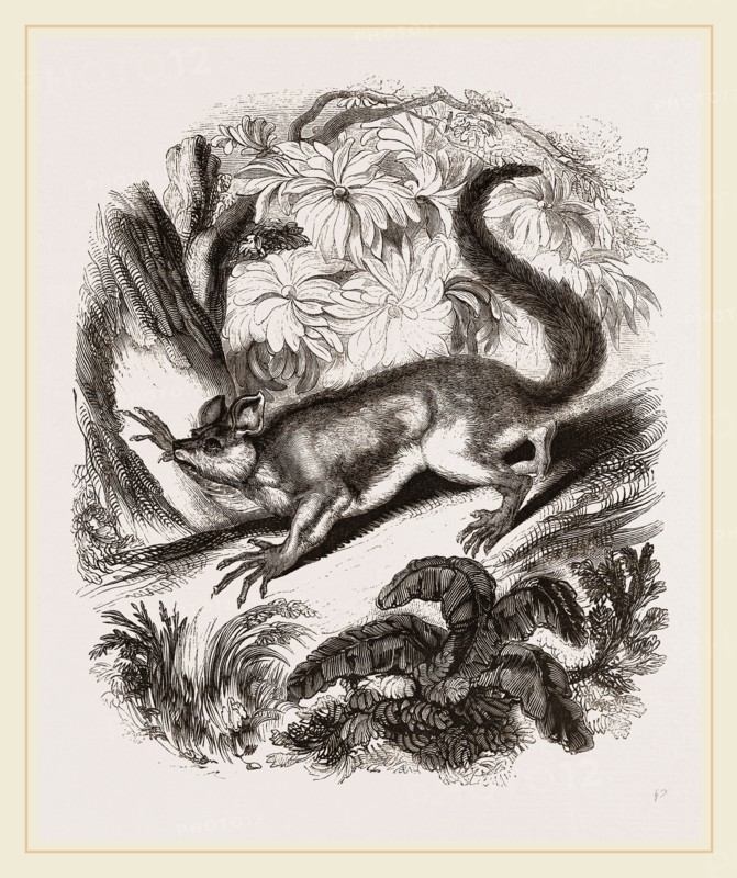 Aye-Aye