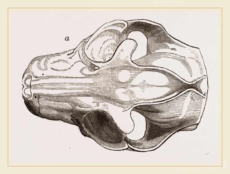 Skull of Galeopithecus Philippinensis