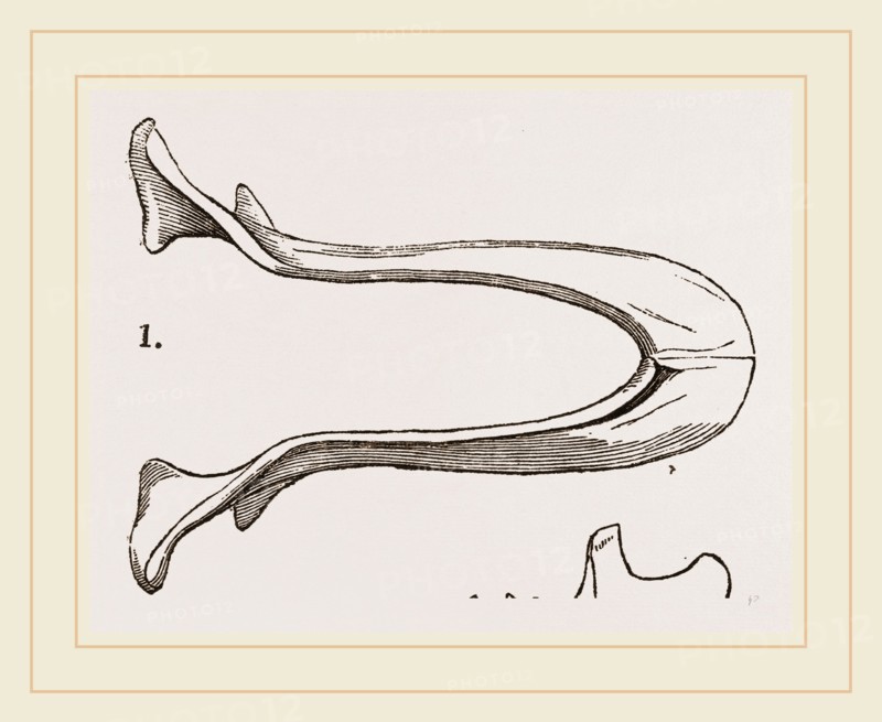 Lower Jaw and Teeth of Galeopithecus Temminckii