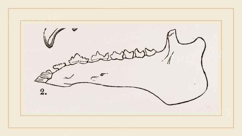 Lower Jaw and Teeth of Galeopithecus Temminckii