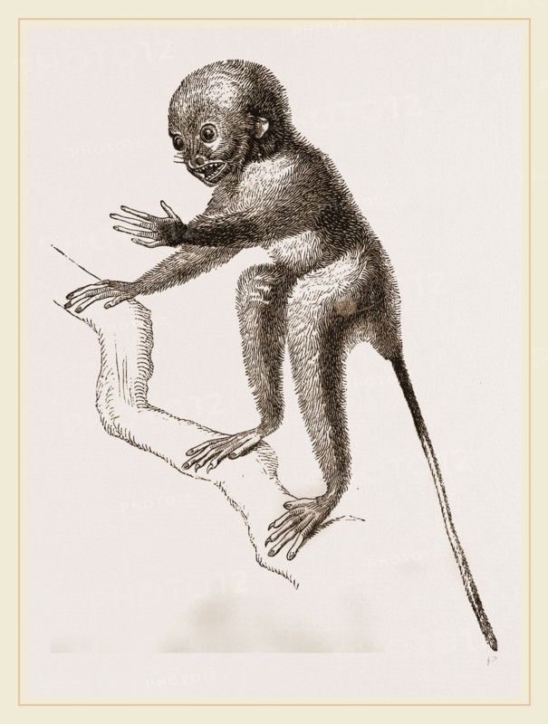 Banca Tarsier