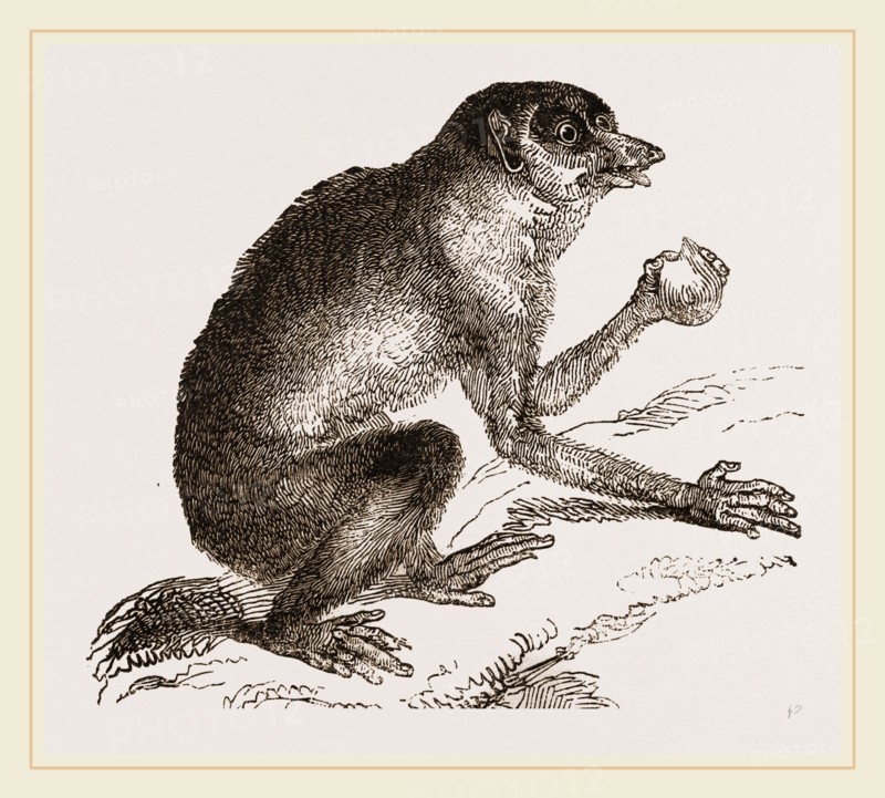 Slender Loris
