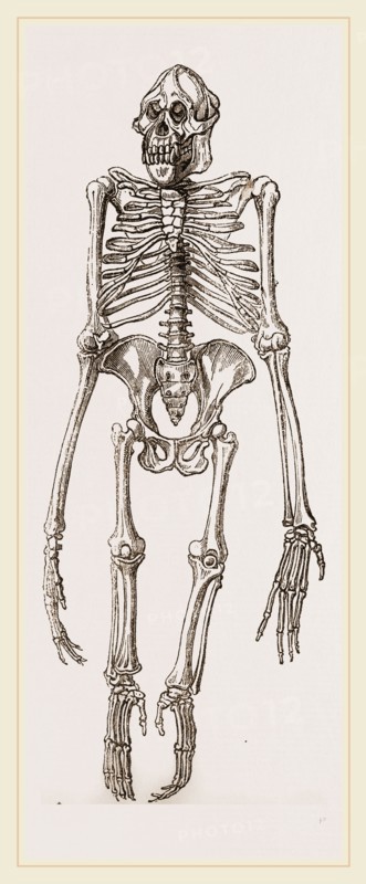 Skeleton of Orang-Outan