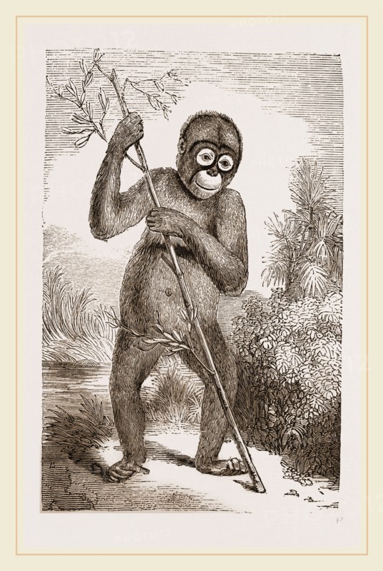 Orang-Outan