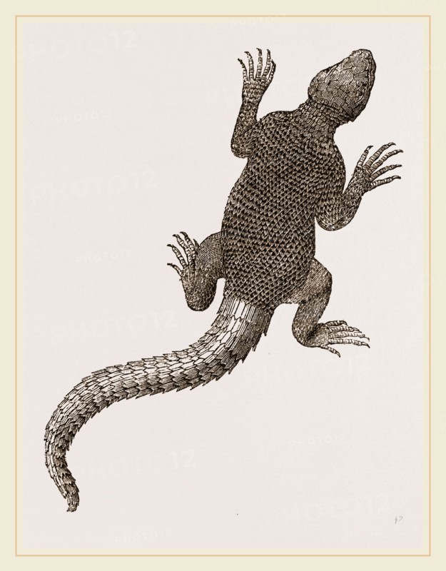 Spiny Agama