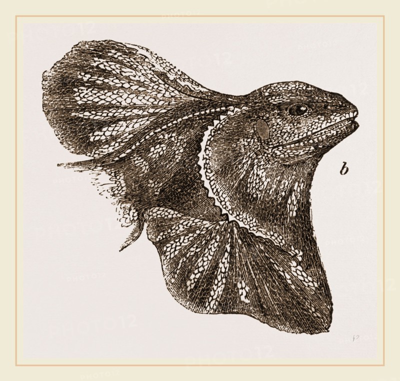 Frilled Lizard