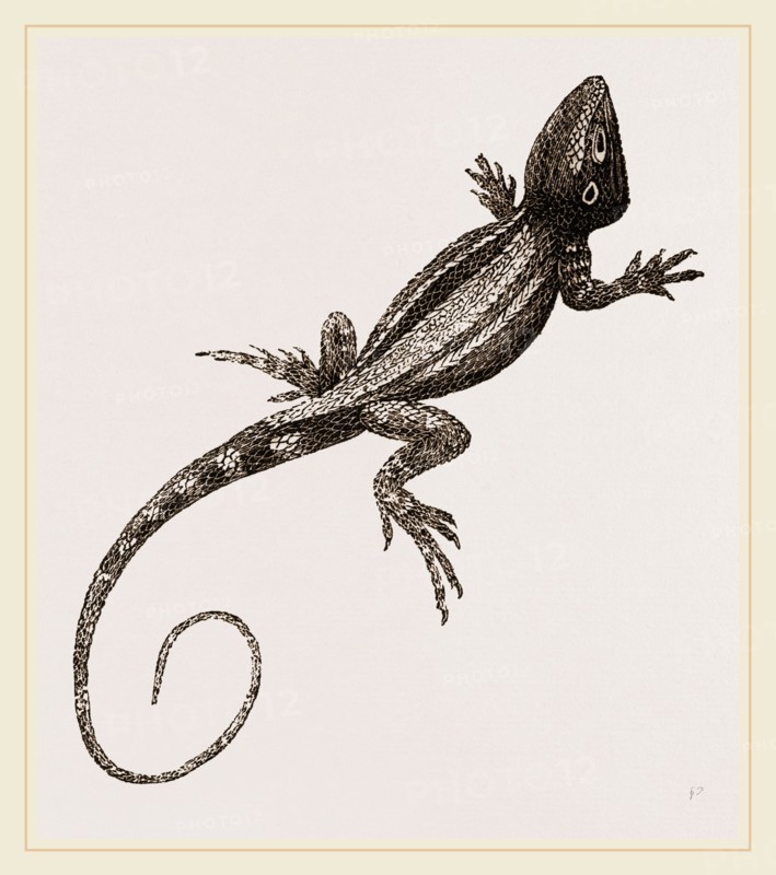 Muricated Lizard