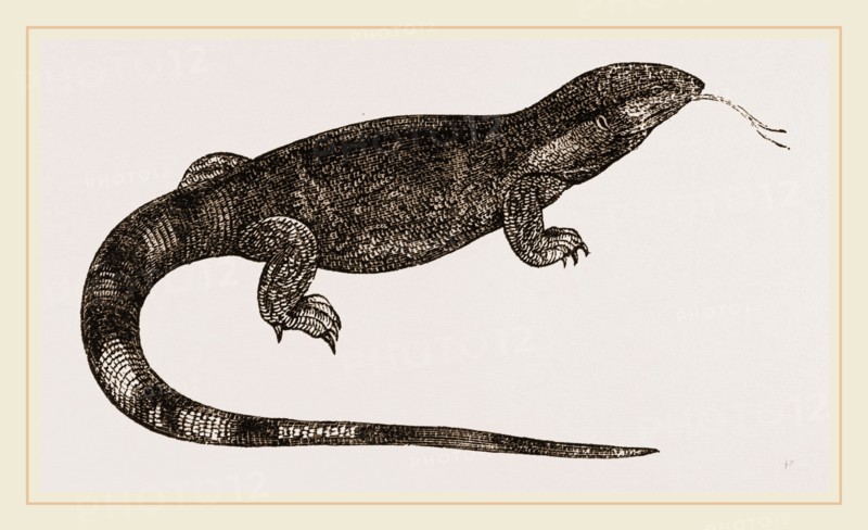White-throated Varan
