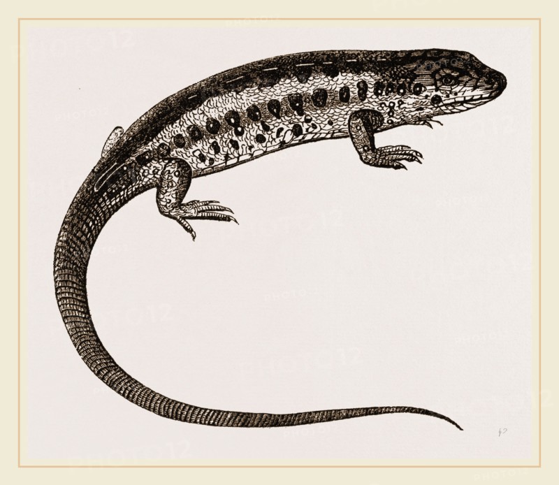 Sand-Lizard
