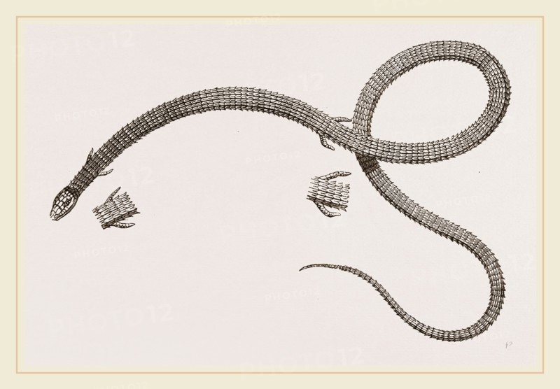 Anguine Lizard