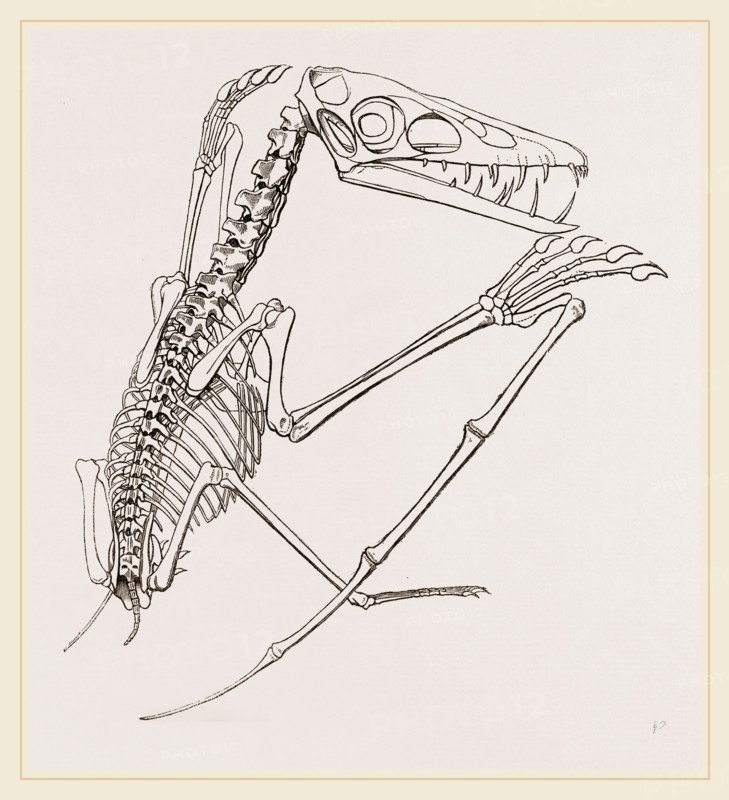 Thick-muzzled Pterodactyle restored
