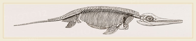 Ichthyosaurus