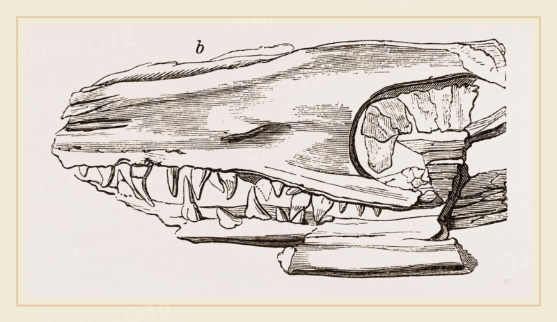Head of Sommering's Geosaurus