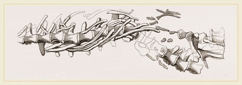 Vertebral Column of Sommering's Geosaurus