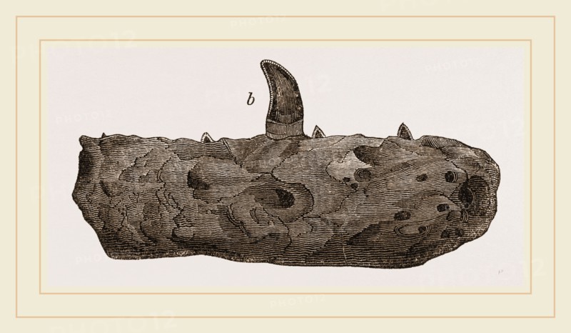 Portion of Lower Jaw Megalosaurus