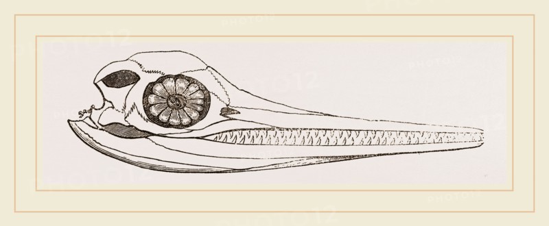 Upper Skull of Ichthyosaurus