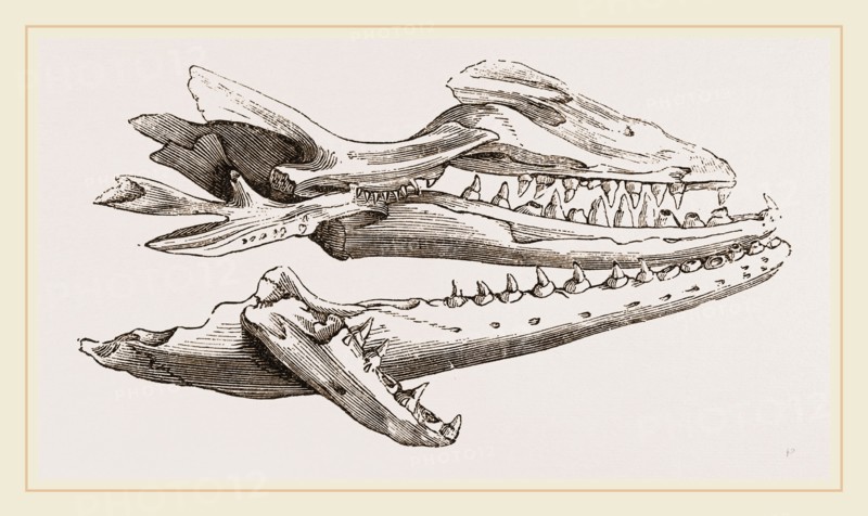 Head of Camper's Mosasaurus