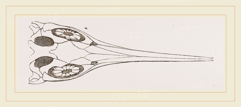 Upper Skull of Ichthyosaurus