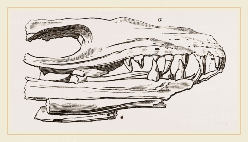 Head of Sommering's Geosaurus