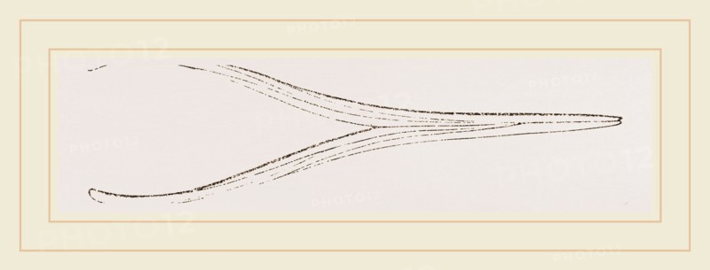Lower Jaw of Ichthyosaurus