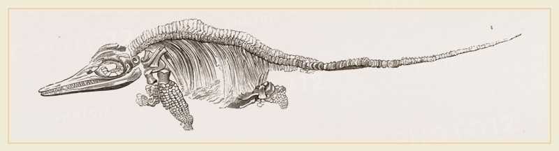 Ichthyosaurus