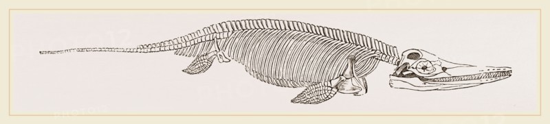 Ichthyosaurus